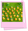 Beautiful mini ducks